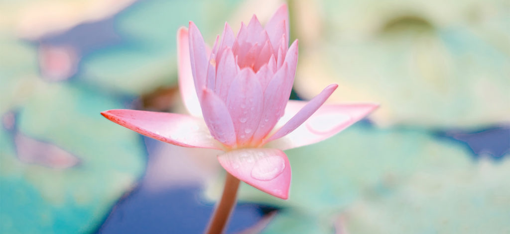 nimble_asset_lotus-1500
